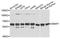 DNA Methyltransferase 1 Associated Protein 1 antibody, A2324, ABclonal Technology, Western Blot image 