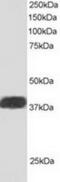 NGG1 Interacting Factor 3 Like 1 antibody, TA302856, Origene, Western Blot image 