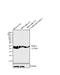 TIMP Metallopeptidase Inhibitor 1 antibody, MA5-13688, Invitrogen Antibodies, Western Blot image 