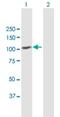 Mdm1 Nuclear Protein antibody, H00056890-B01P, Novus Biologicals, Western Blot image 