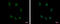 SRY-Box 15 antibody, GTX117940, GeneTex, Immunocytochemistry image 