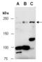 Tet Methylcytosine Dioxygenase 1 antibody, R1084-4b, Abiocode, Western Blot image 