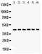 Selectin L antibody, PA5-79969, Invitrogen Antibodies, Western Blot image 
