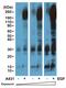 Phosphotyrosine antibody, MA5-27977, Invitrogen Antibodies, Western Blot image 