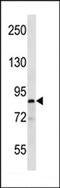 Serine/threonine-protein kinase MARK1 antibody, 62-743, ProSci, Western Blot image 