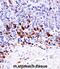 Mitogen-Activated Protein Kinase Kinase Kinase 6 antibody, abx027687, Abbexa, Immunohistochemistry frozen image 