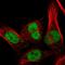 RecQ Like Helicase antibody, HPA064259, Atlas Antibodies, Immunofluorescence image 