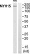 Myosin Heavy Chain 15 antibody, PA5-39262, Invitrogen Antibodies, Western Blot image 
