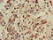 TAFI antibody, LS-C677585, Lifespan Biosciences, Immunohistochemistry paraffin image 