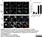 Leishmania LPG antibody, OBT2002, Bio-Rad (formerly AbD Serotec) , Immunofluorescence image 