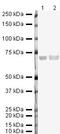 Glutamate-Cysteine Ligase Catalytic Subunit antibody, PA5-19702, Invitrogen Antibodies, Western Blot image 