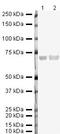 Glutamate--cysteine ligase catalytic subunit antibody, PA5-19702, Invitrogen Antibodies, Western Blot image 