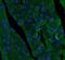 Actin Alpha 2, Smooth Muscle antibody, FNab08038, FineTest, Immunofluorescence image 