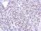 Ribosomal RNA Processing 12 Homolog antibody, NBP2-15105, Novus Biologicals, Immunohistochemistry paraffin image 