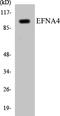 Ephrin A4 antibody, EKC1182, Boster Biological Technology, Western Blot image 