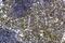 Interleukin 21 Receptor antibody, GTX13268, GeneTex, Immunohistochemistry frozen image 