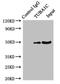 Tubulin Alpha 1c antibody, LS-C679921, Lifespan Biosciences, Immunoprecipitation image 