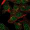 VPS54 Subunit Of GARP Complex antibody, PA5-66969, Invitrogen Antibodies, Immunofluorescence image 