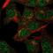 VPS54 Subunit Of GARP Complex antibody, PA5-66969, Invitrogen Antibodies, Immunofluorescence image 