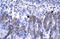 Orthodenticle Homeobox 2 antibody, 27-595, ProSci, Enzyme Linked Immunosorbent Assay image 