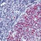 MutS Homolog 2 antibody, GTX30741, GeneTex, Immunohistochemistry paraffin image 