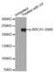 BRCA1 DNA Repair Associated antibody, abx000366, Abbexa, Western Blot image 