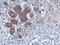 Ceramide Kinase antibody, PA5-29306, Invitrogen Antibodies, Immunohistochemistry paraffin image 