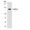 LIM Domain Kinase 2 antibody, LS-C292135, Lifespan Biosciences, Western Blot image 