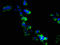 Rho/Rac Guanine Nucleotide Exchange Factor 18 antibody, LS-C396587, Lifespan Biosciences, Immunofluorescence image 