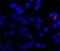 Tubulin antibody, NB600-567, Novus Biologicals, Immunocytochemistry image 