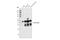 Transcription Factor 7 antibody, 2206S, Cell Signaling Technology, Western Blot image 