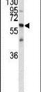 Contactin 1 antibody, PA5-26499, Invitrogen Antibodies, Western Blot image 