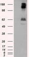 Lipase G, Endothelial Type antibody, TA501019, Origene, Western Blot image 