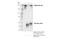 Polybromo 1 antibody, 91894S, Cell Signaling Technology, Immunoprecipitation image 