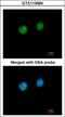 Fibrillarin antibody, GTX113684, GeneTex, Immunofluorescence image 