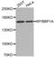 MYB Binding Protein 1a antibody, abx003308, Abbexa, Western Blot image 