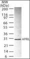 TNF Superfamily Member 13 antibody, orb87966, Biorbyt, Western Blot image 