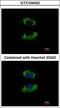 Adenylate Kinase 4 antibody, LS-B10771, Lifespan Biosciences, Immunocytochemistry image 