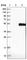 Testis Specific Serine Kinase 1B antibody, HPA027827, Atlas Antibodies, Western Blot image 