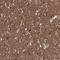 Adenylate Cyclase 2 antibody, HPA038015, Atlas Antibodies, Immunohistochemistry frozen image 