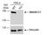 SWI/SNF Related, Matrix Associated, Actin Dependent Regulator Of Chromatin Subfamily C Member 1 antibody, NBP2-20415, Novus Biologicals, Western Blot image 