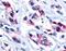 Estrogen Related Receptor Beta antibody, NLS7128, Novus Biologicals, Immunohistochemistry frozen image 