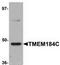 Transmembrane Protein 184C antibody, TA306959, Origene, Western Blot image 