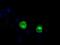Lipase G, Endothelial Type antibody, GTX84209, GeneTex, Immunofluorescence image 