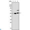 Lysine Acetyltransferase 8 antibody, LS-C812706, Lifespan Biosciences, Western Blot image 