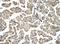 Neuraminidase 1 antibody, NBP1-69387, Novus Biologicals, Immunohistochemistry frozen image 