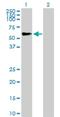 Tripartite Motif Containing 46 antibody, H00080128-B01P, Novus Biologicals, Western Blot image 