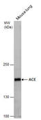 Angiotensin I Converting Enzyme antibody, GTX100923, GeneTex, Western Blot image 