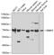 RBQ3 antibody, GTX33461, GeneTex, Western Blot image 