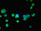 Tubulin Polymerization Promoting Protein Family Member 2 antibody, LS-C394894, Lifespan Biosciences, Immunofluorescence image 